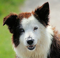 Visit Border Collie @ AKC