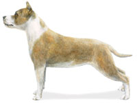 American Staffordshire Terrier